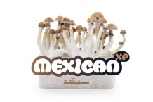 Mexican - FreshMushrooms Paddo kweekset
